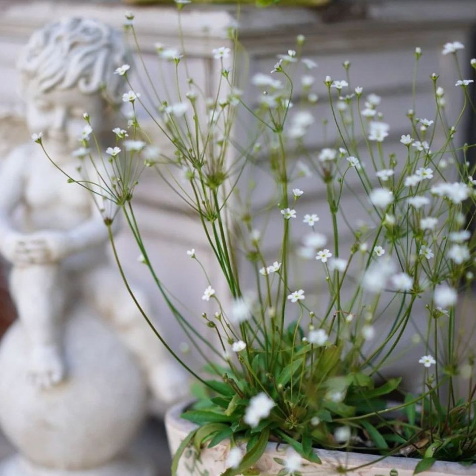 💐Bright As Stars-Androsace Umbellata Seeds