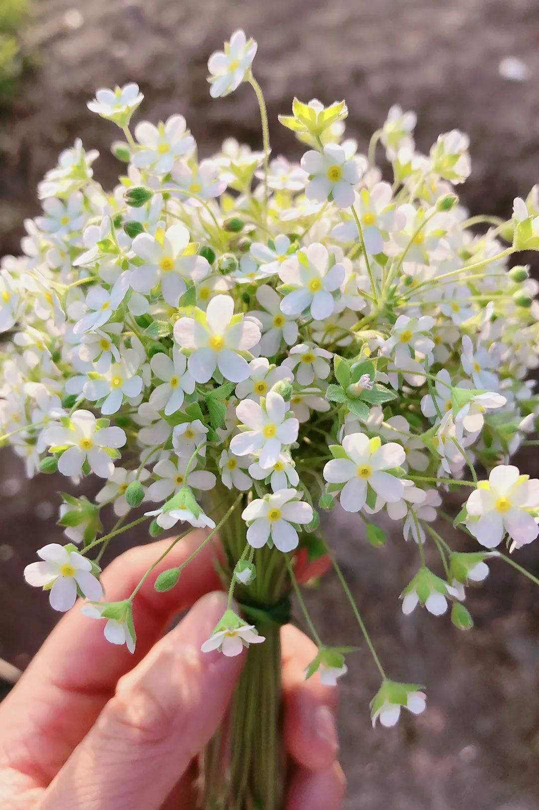 💐Bright As Stars-Androsace Umbellata Seeds