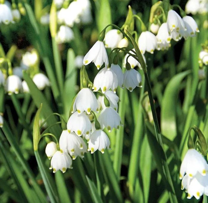 Snowdrop Haven🌼Pure Beauty, Fresh Starts