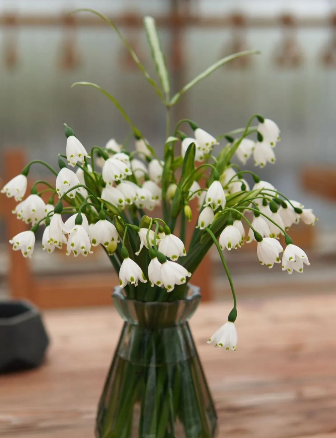 Snowdrop Haven🌼Pure Beauty, Fresh Starts