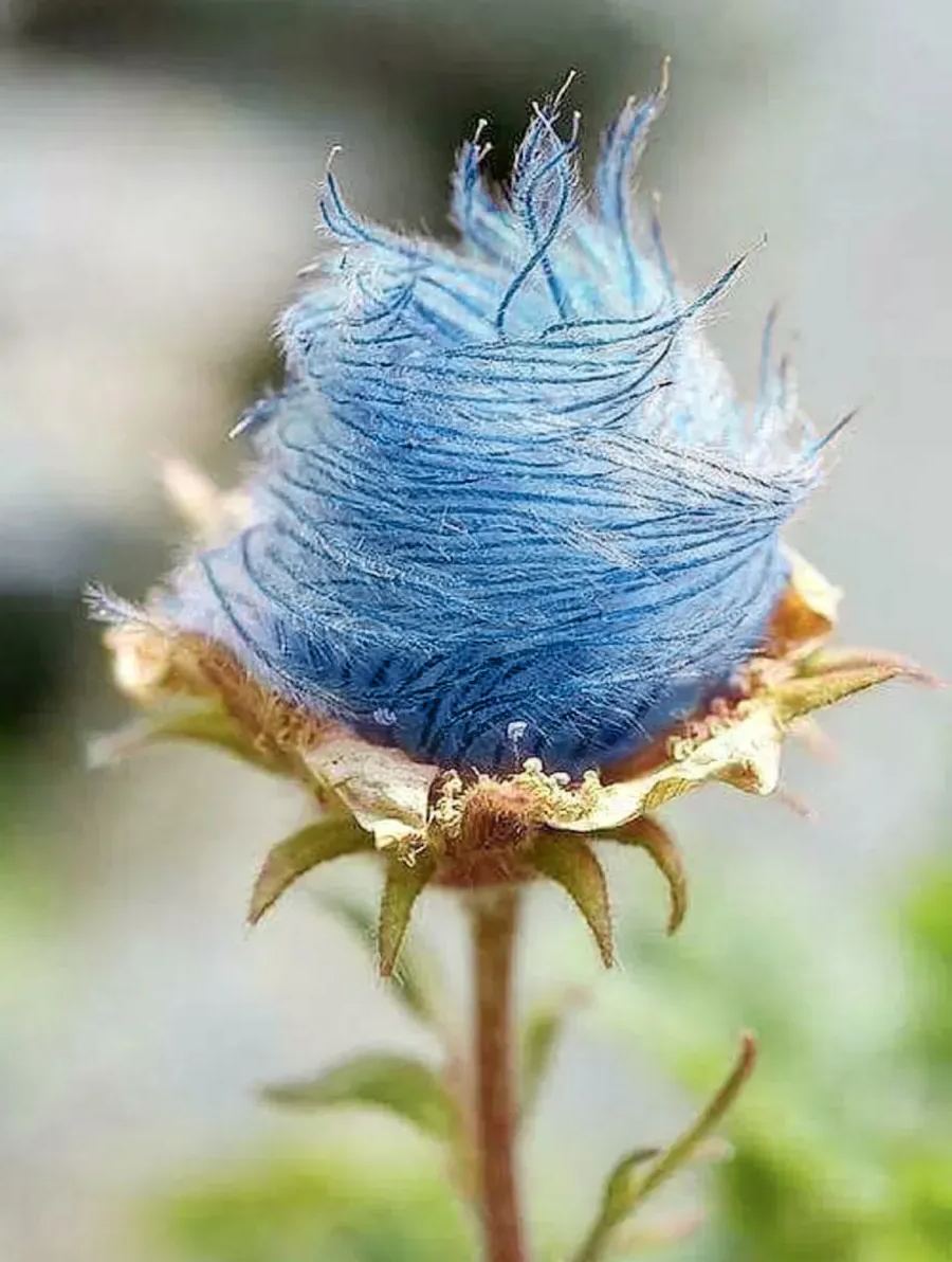 Prairie Smoke Flower Seeds