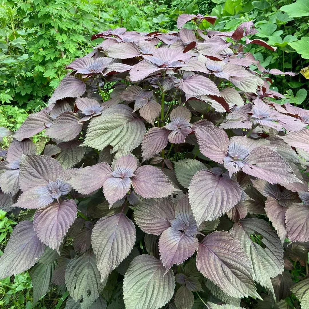 🌿🌱 Unleash Nature's Magic: Premium Perilla Seeds for Lush Gardens! 🌟🍃