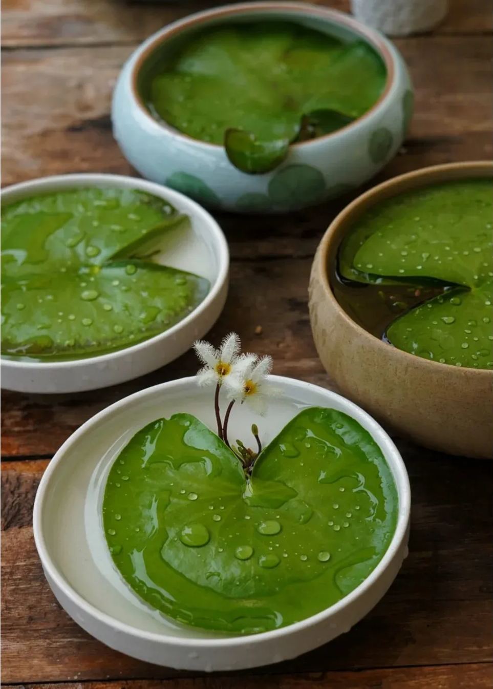 🌸🍃 Discover Nature's Elegance: One Leaf Lotus Seeds for Your Enchanted Garden! 🌟🌿