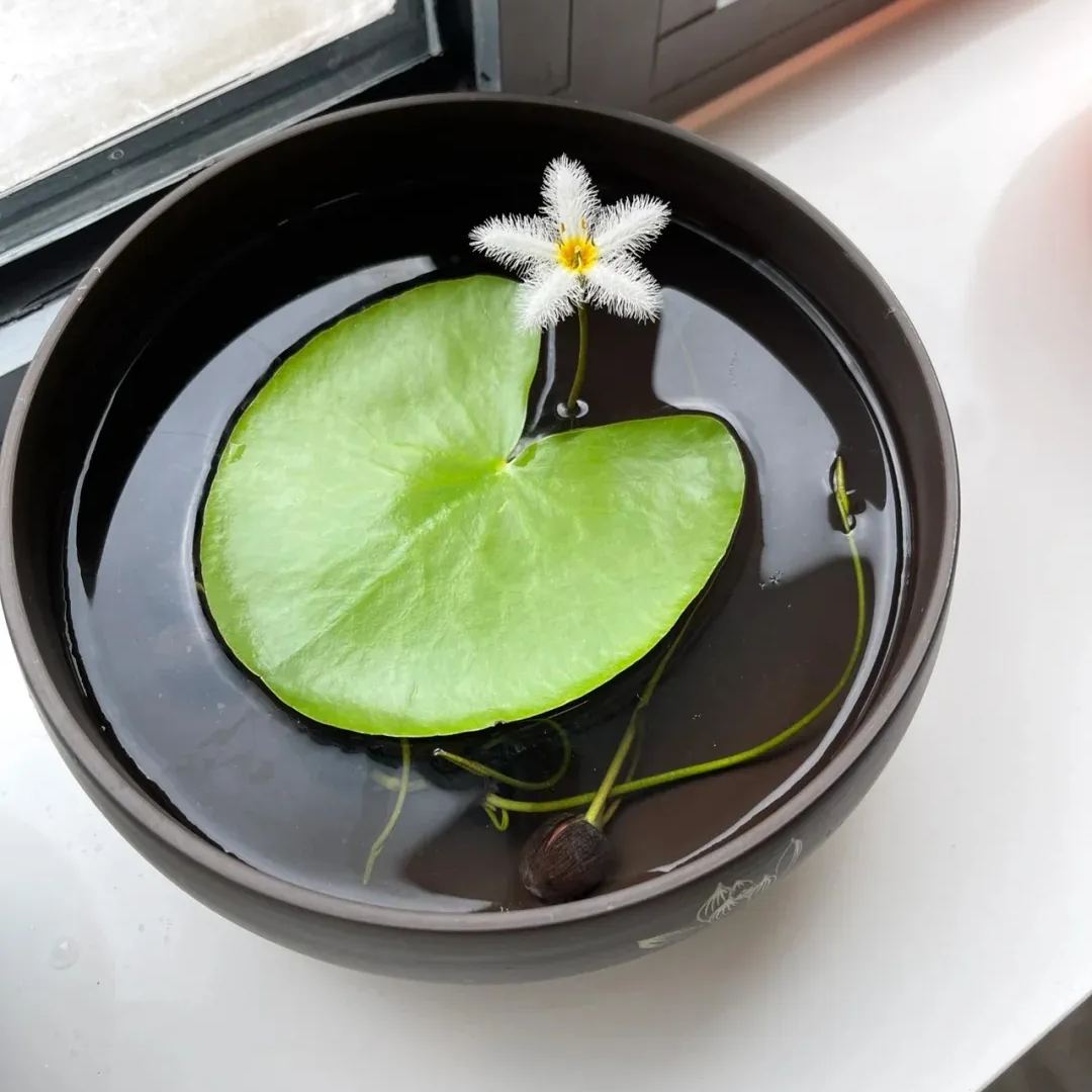 🌸🍃 Discover Nature's Elegance: One Leaf Lotus Seeds for Your Enchanted Garden! 🌟🌿