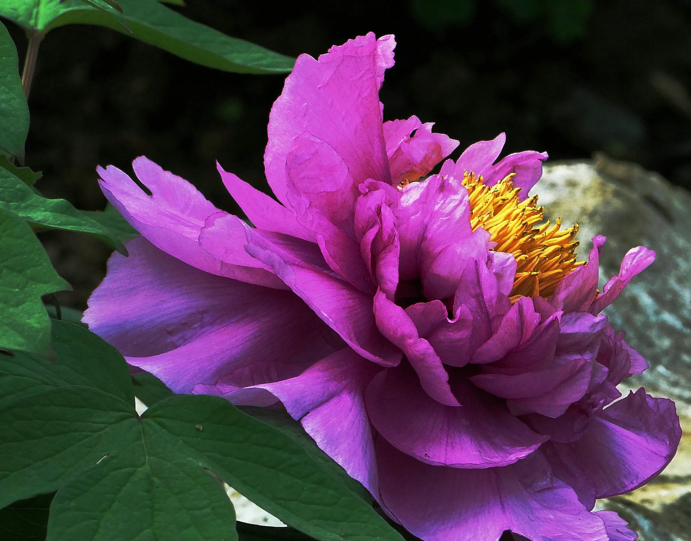 Six-color peony flower