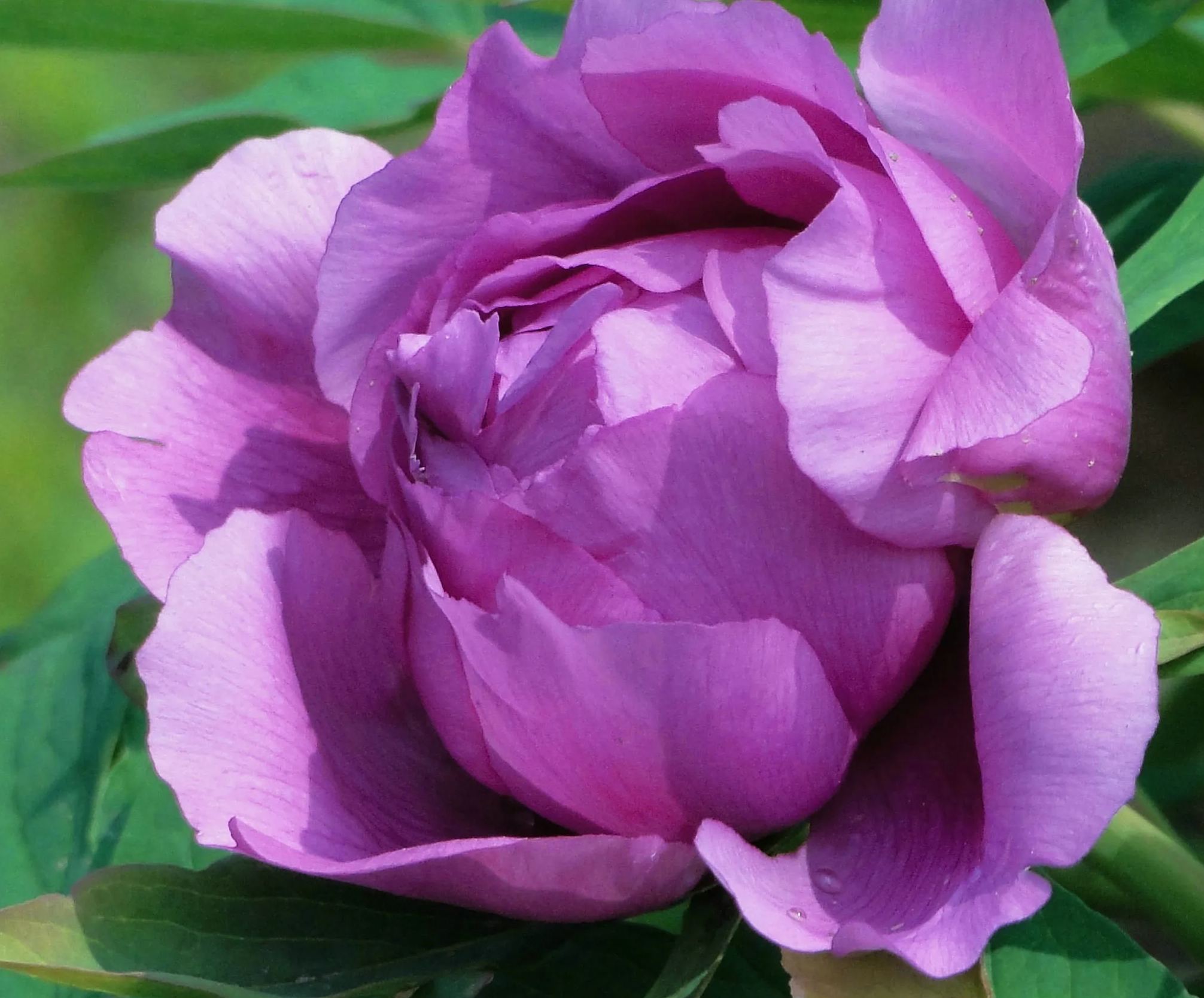Six-color peony flower