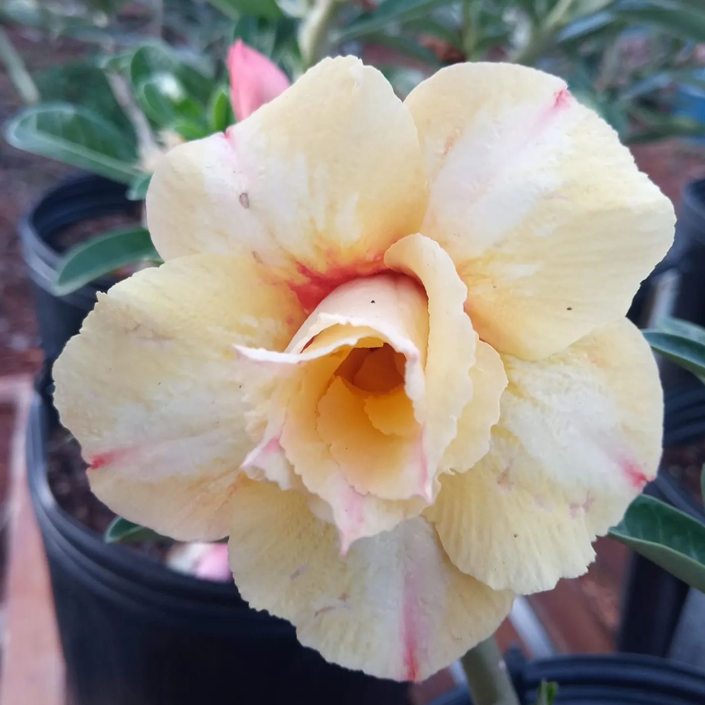 🌵🌹 Dive into Desert Beauty: Desert Rose Seeds for Your Tranquil Haven! 🏜️🌺