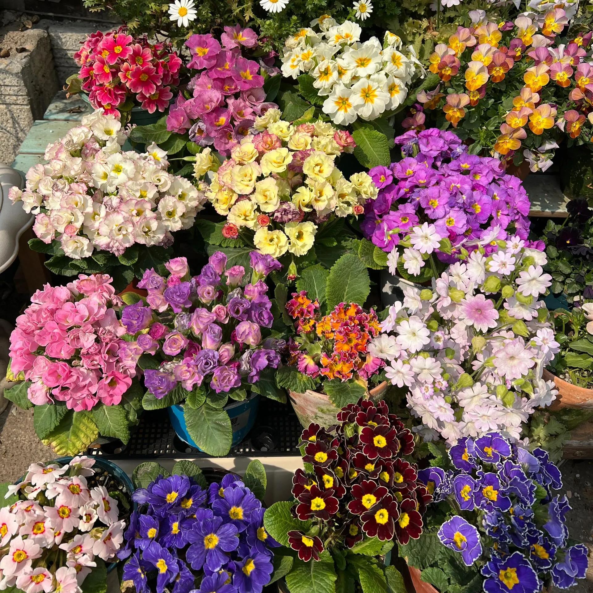 💐🌱One seed for one bouquet：💖Primrose Rose Seeds🌹