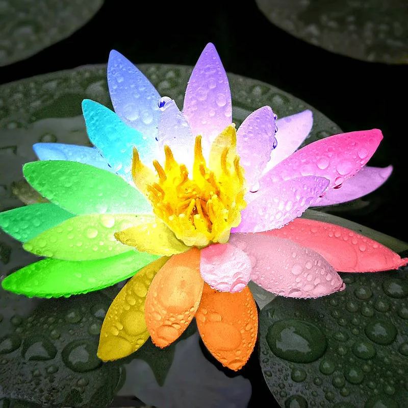  The Sacred Bonsai Lotus: Symbol of Beauty and Serenity🌸🌿