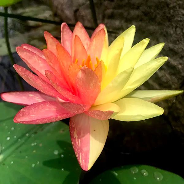  The Sacred Bonsai Lotus: Symbol of Beauty and Serenity🌸🌿