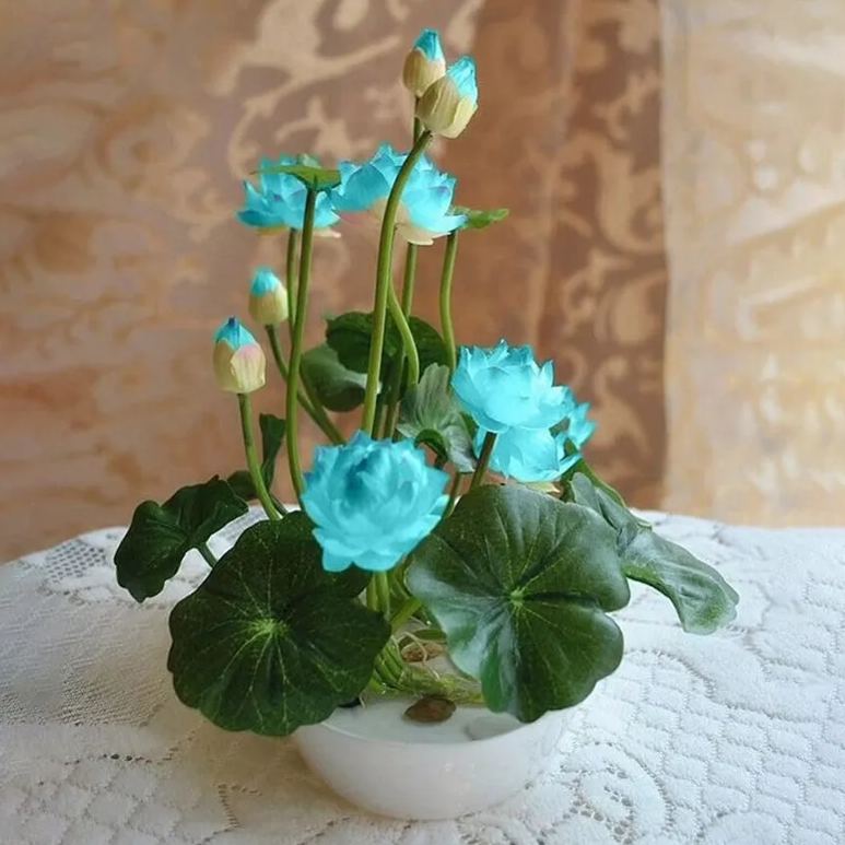 The Sacred Bonsai Lotus Flower