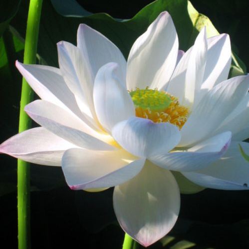  The Sacred Bonsai Lotus: Symbol of Beauty and Serenity🌸🌿