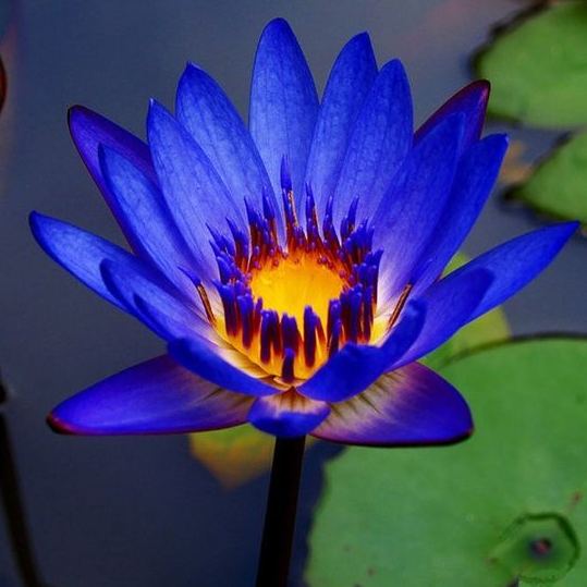  The Sacred Bonsai Lotus: Symbol of Beauty and Serenity🌸🌿