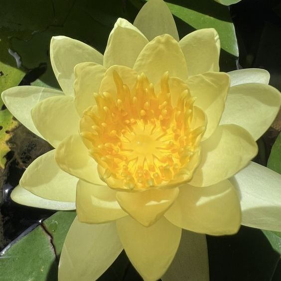  The Sacred Bonsai Lotus: Symbol of Beauty and Serenity🌸🌿