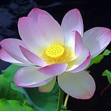  The Sacred Bonsai Lotus: Symbol of Beauty and Serenity🌸🌿