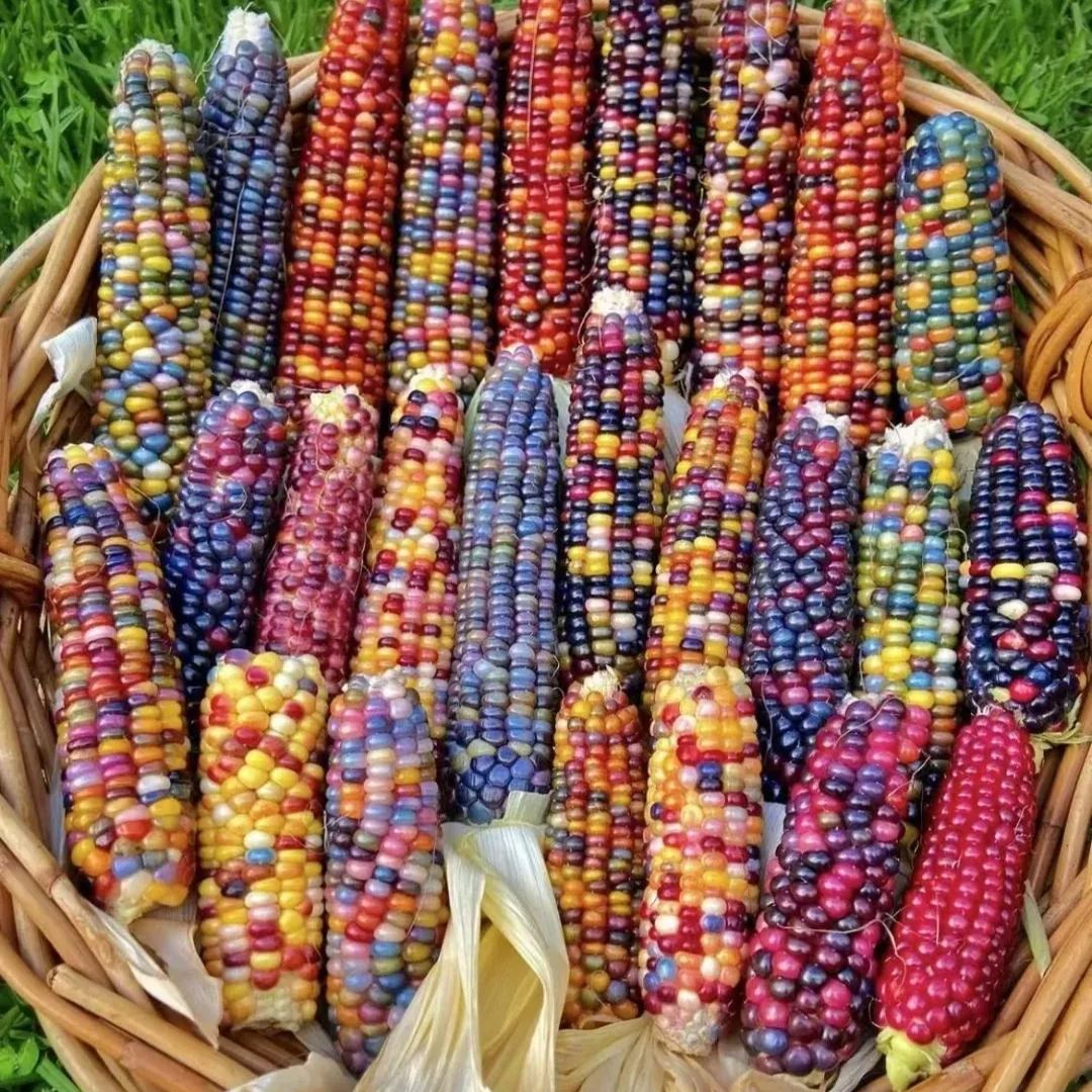 Soft, chewy, and sweet, multi-variety corn