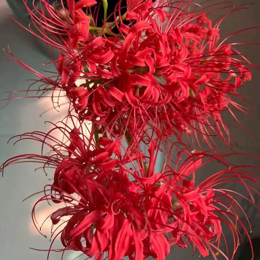 🦋Mysterious and beautiful flowers: ✨Amaryllis belladonna💐