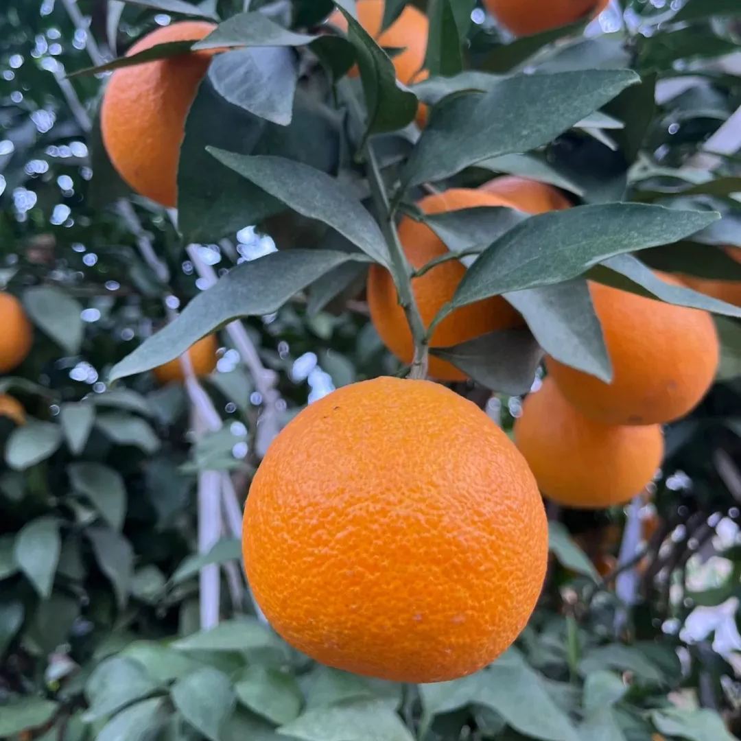 Seeds of rare citrus with thin skin and juicy flesh