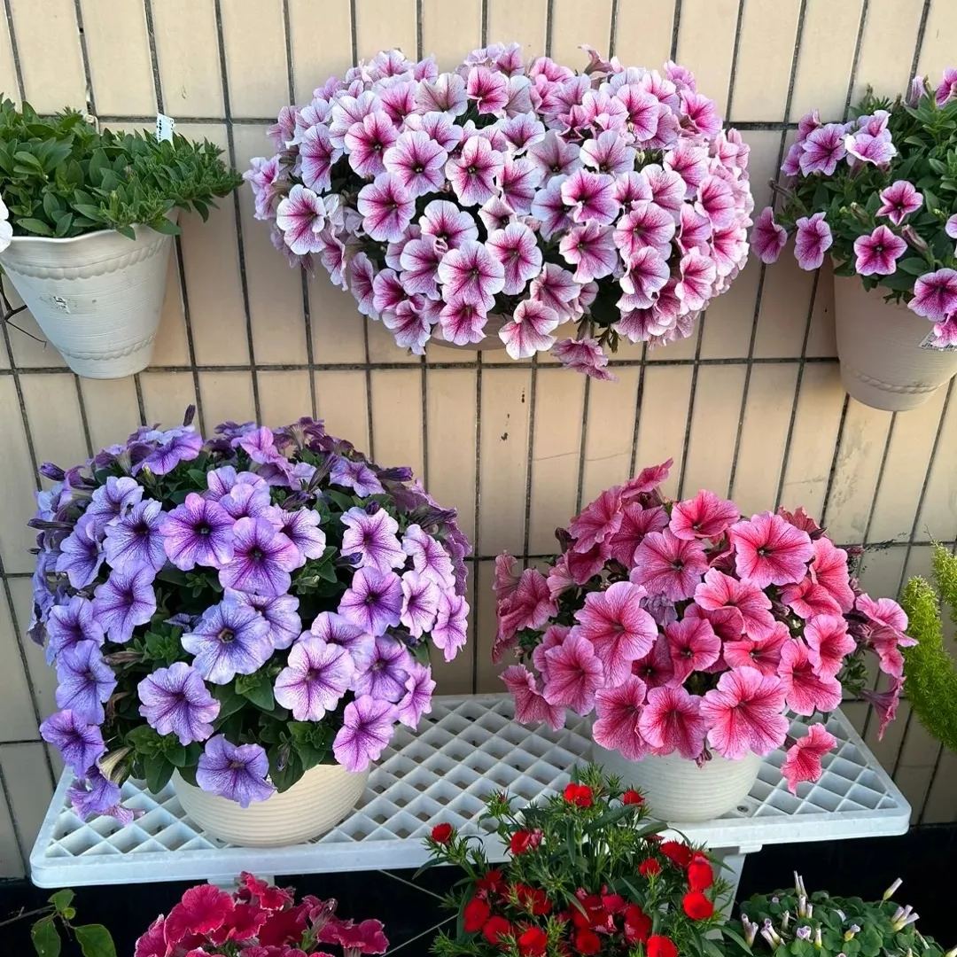 Gardening Decor Gem: Double-flowered dwarf morning glory Seeds