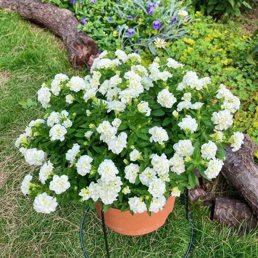 Gardening Decor Gem: Double-flowered dwarf morning glory Seeds