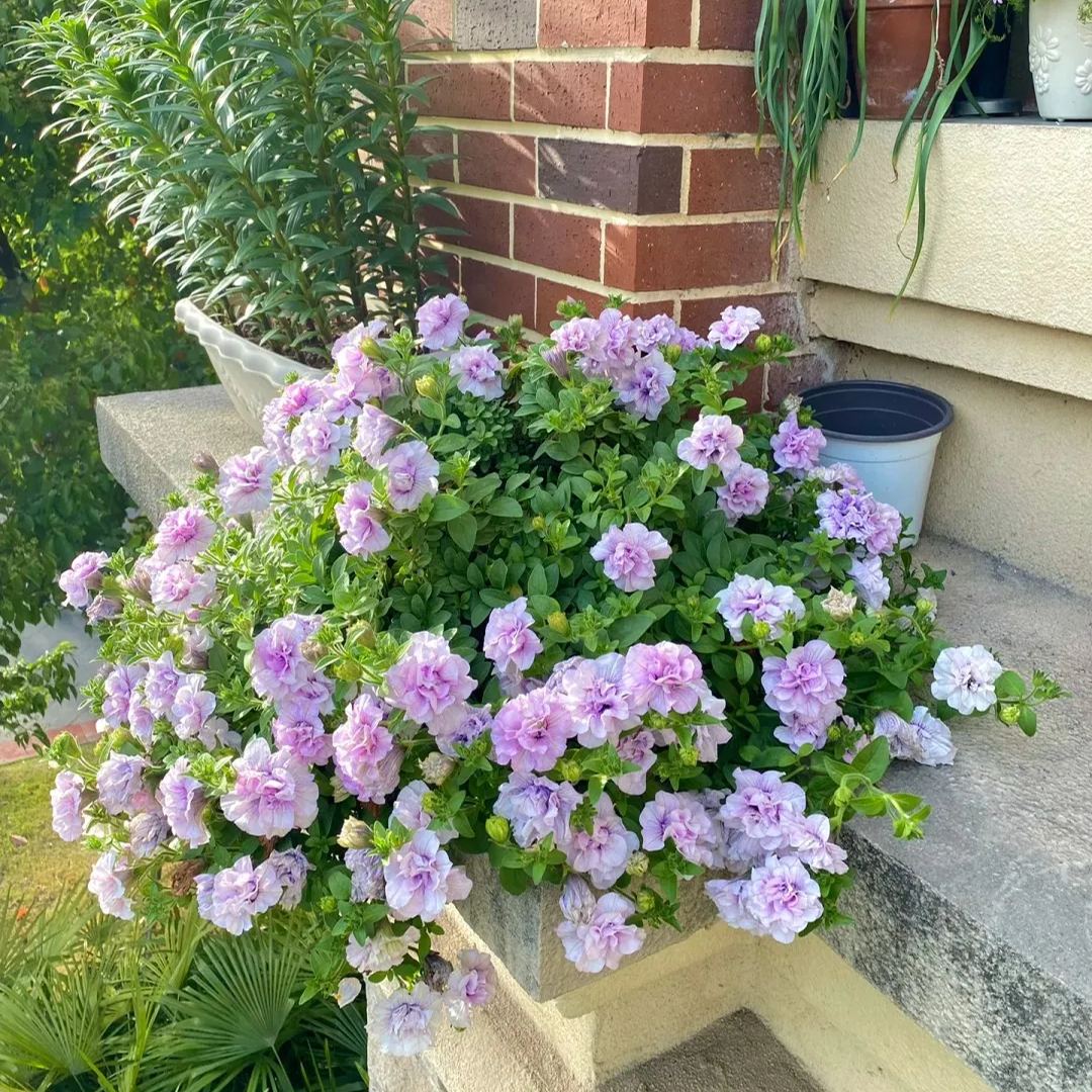 Gardening Decor Gem: Double-flowered dwarf morning glory Seeds