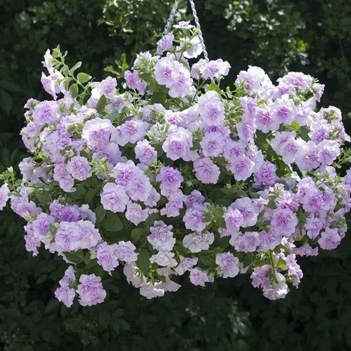 Gardening Decor Gem: Double-flowered dwarf morning glory Seeds