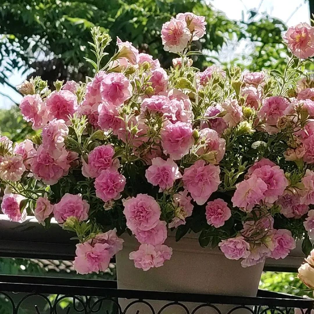 Gardening Decor Gem: Double-flowered dwarf morning glory Seeds