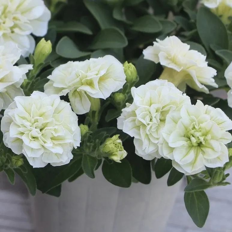 Gardening Decor Gem: Double-flowered dwarf morning glory Seeds