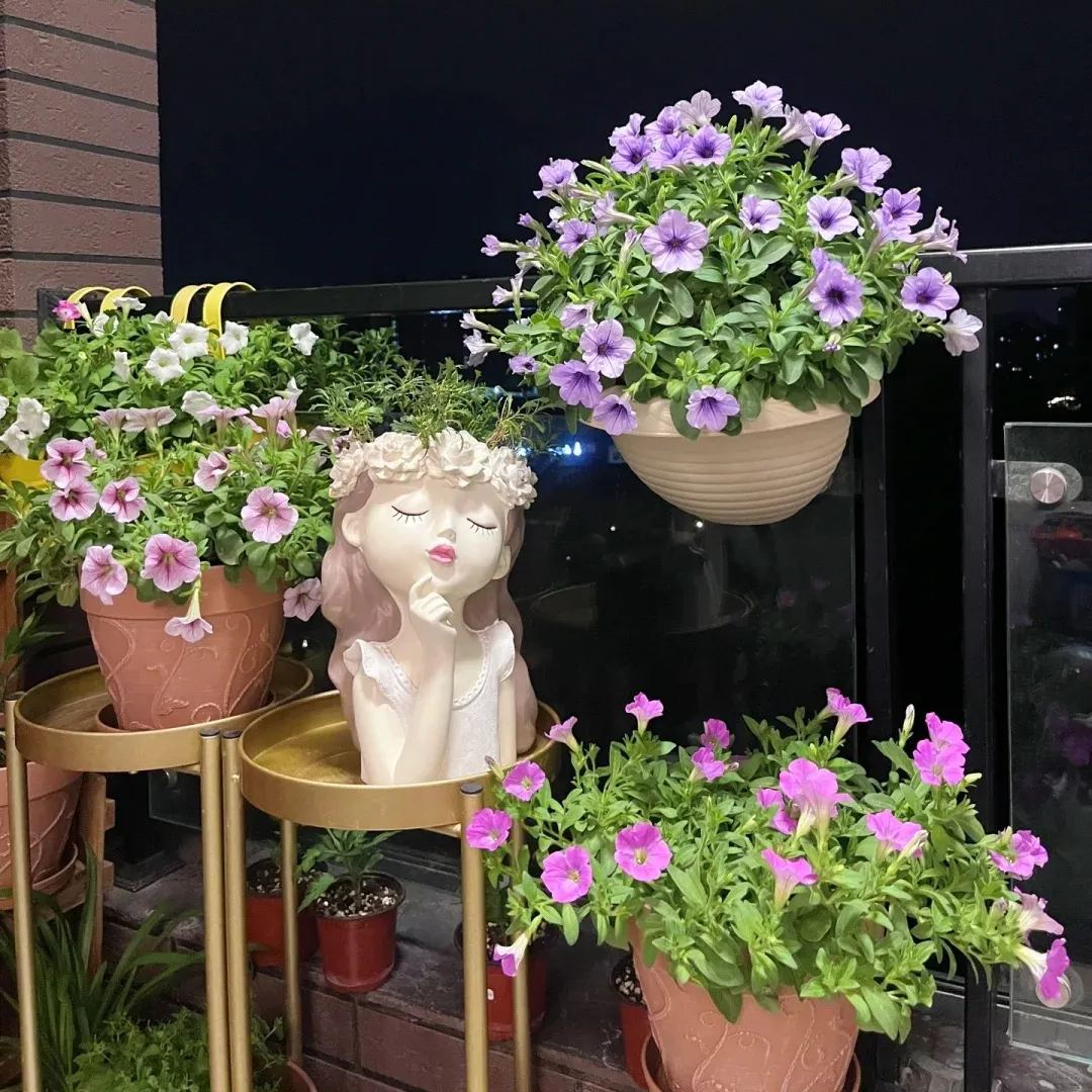 Gardening Decor Gem: Double-flowered dwarf morning glory Seeds