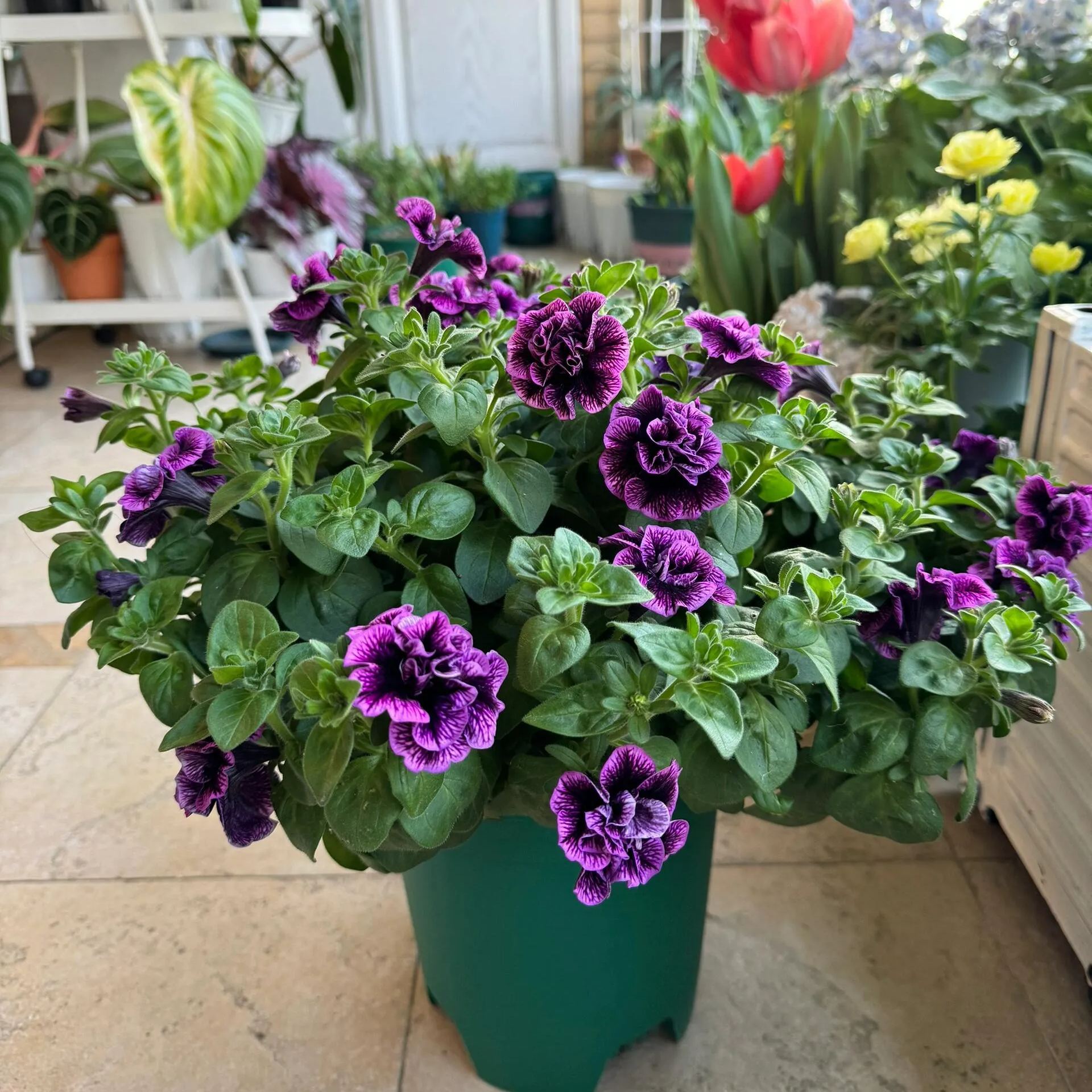 Gardening Decor Gem: Double-flowered dwarf morning glory Seeds