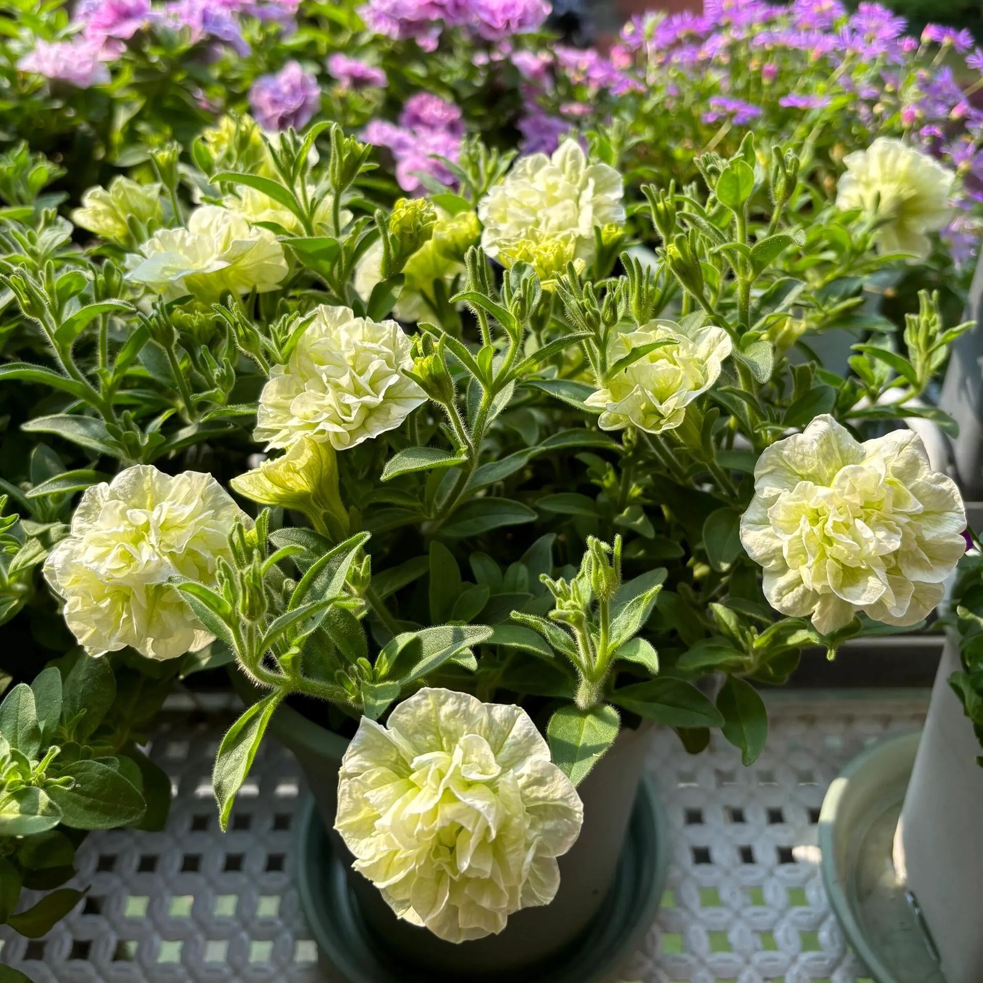 Gardening Decor Gem: Double-flowered dwarf morning glory Seeds