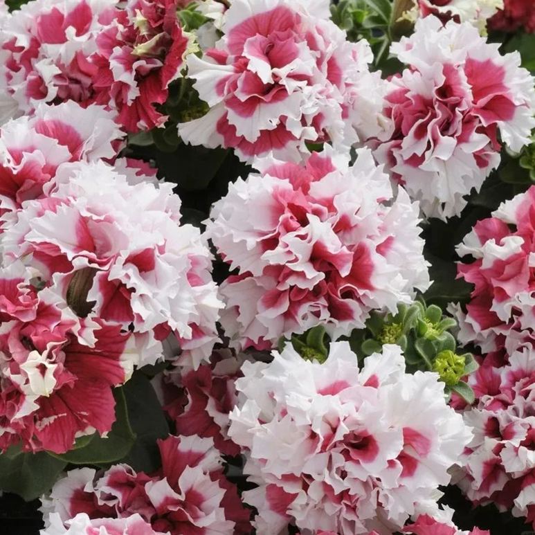 Gardening Decor Gem: Double-flowered dwarf morning glory Seeds