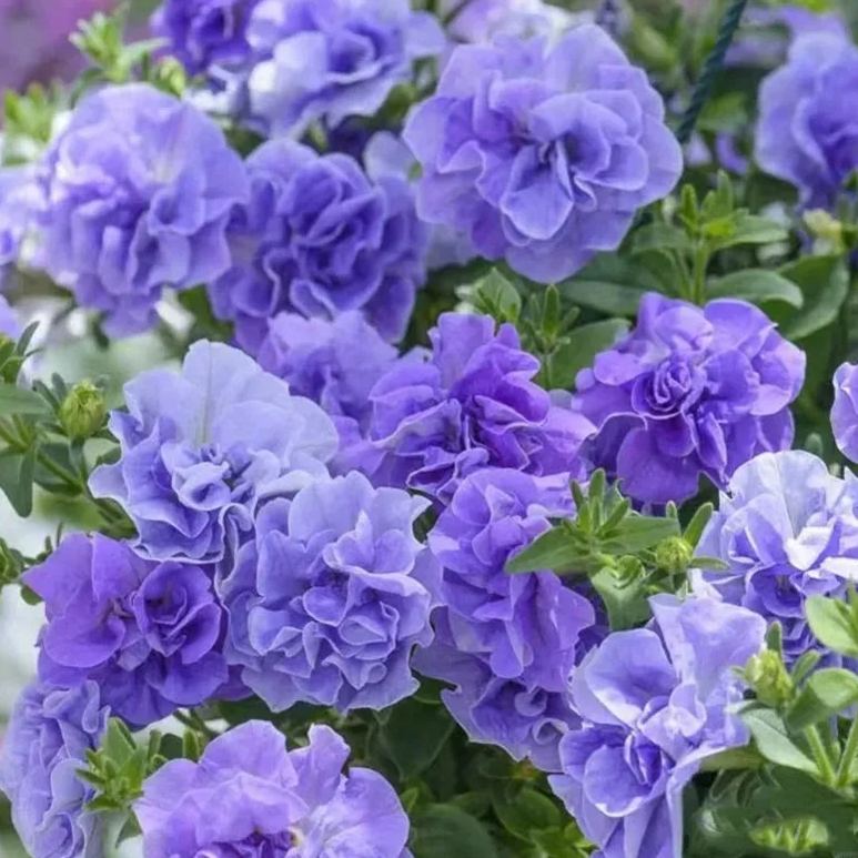 Gardening Decor Gem: Double-flowered dwarf morning glory Seeds