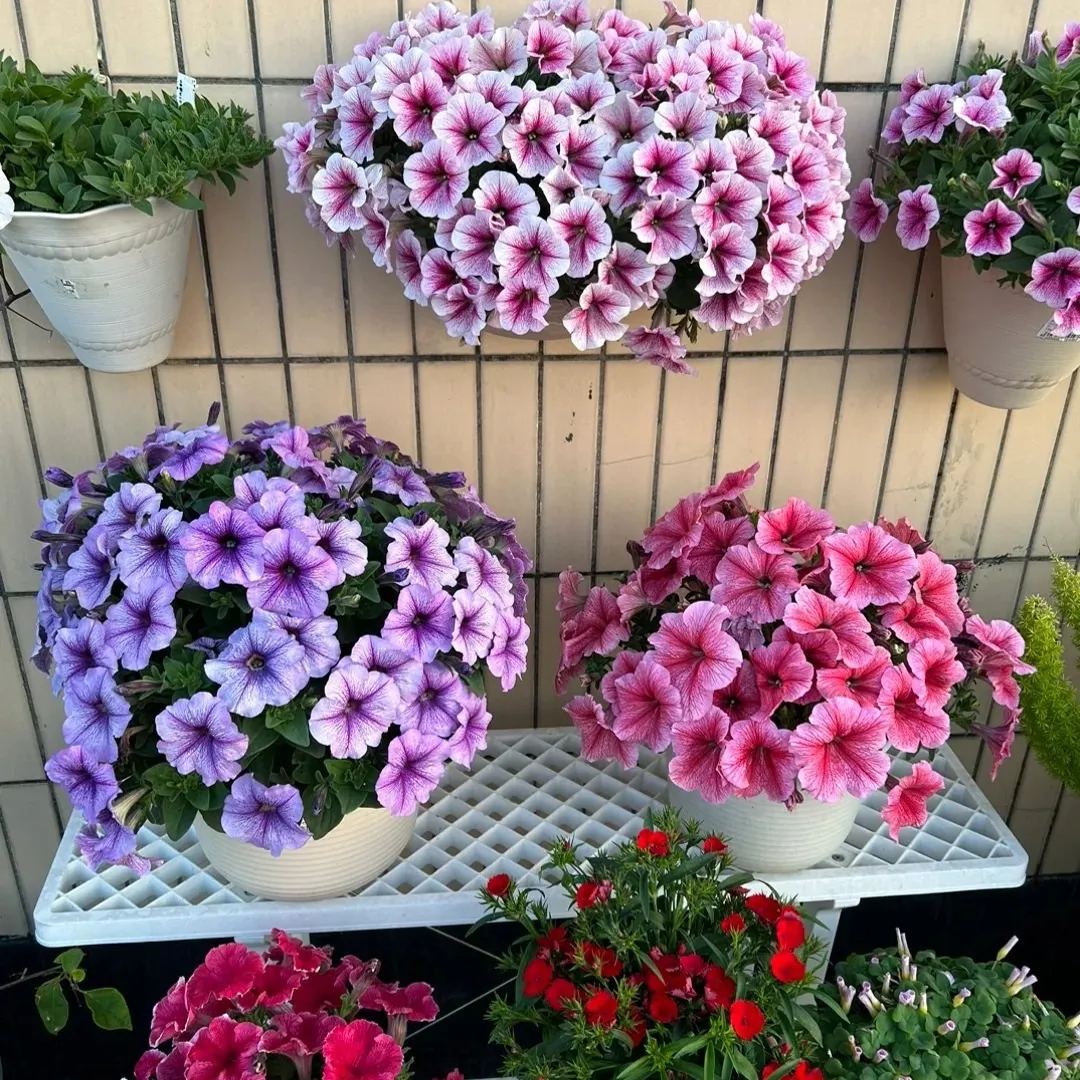 Gardening Decor Gem: Double-flowered dwarf morning glory Seeds