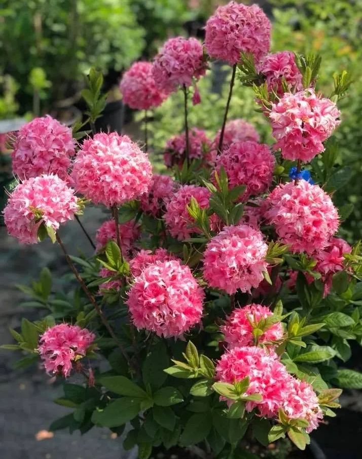 Deciduous Rhododendron