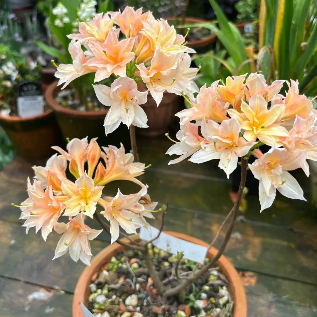 Deciduous Rhododendron