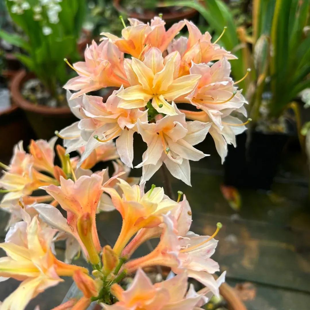 Deciduous Rhododendron