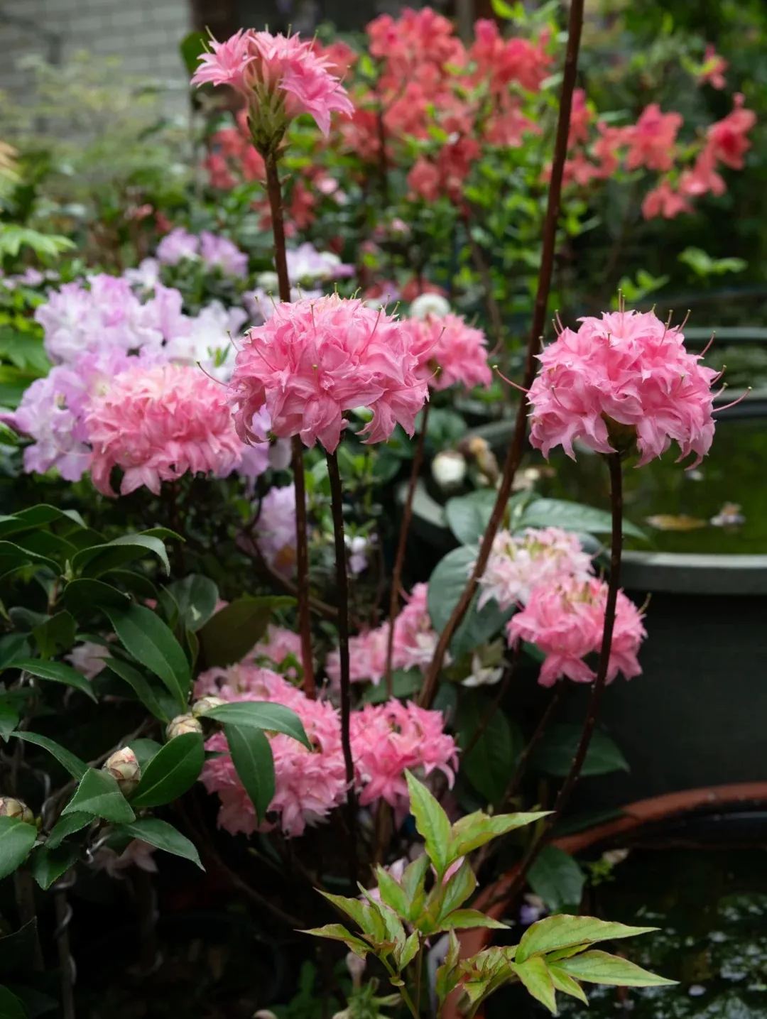 Deciduous Rhododendron