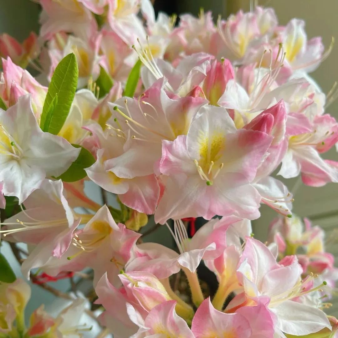 Deciduous Rhododendron