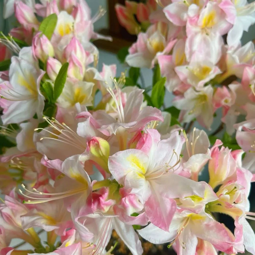 Deciduous Rhododendron