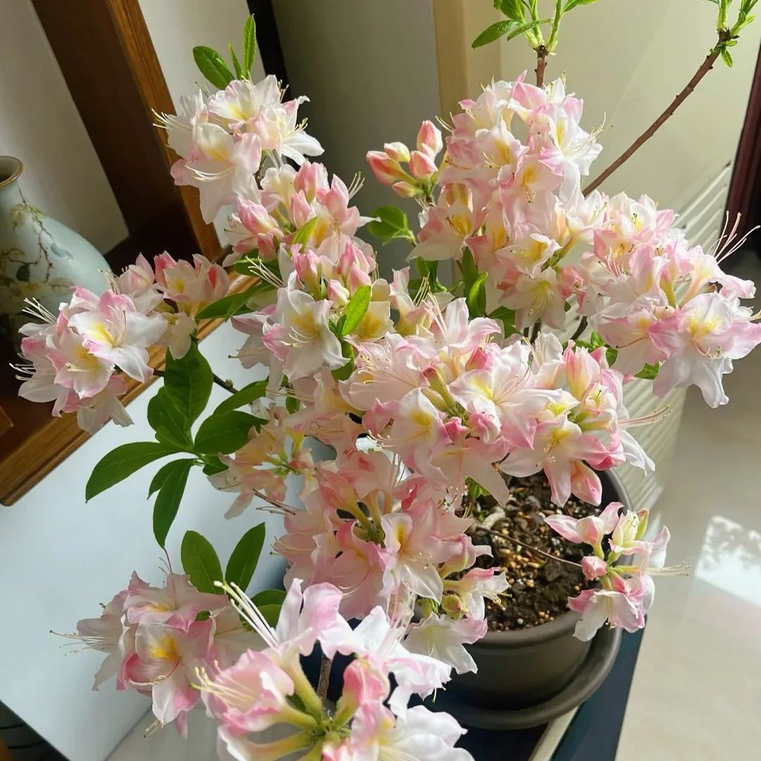 Deciduous Rhododendron
