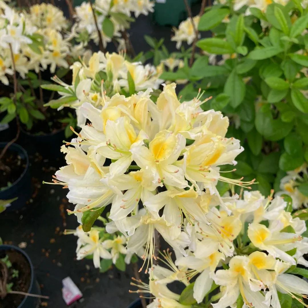 Deciduous Rhododendron