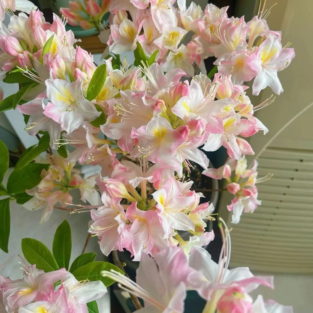 Deciduous Rhododendron