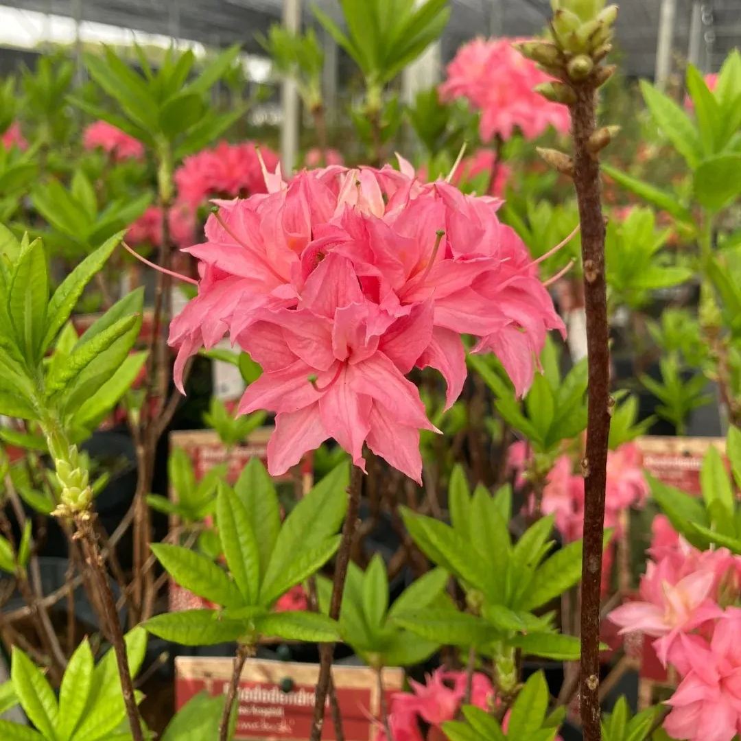 Deciduous Rhododendron