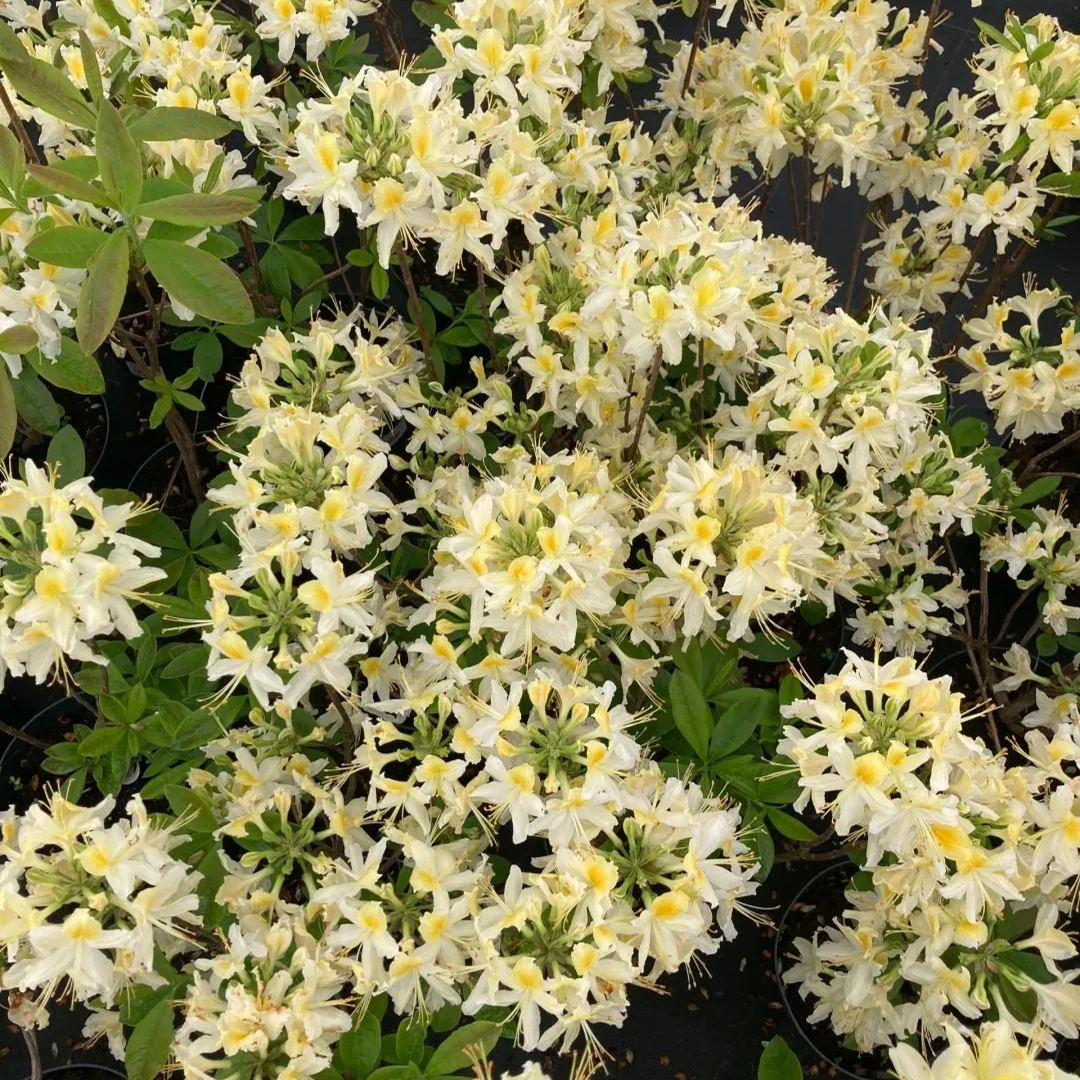 Deciduous Rhododendron