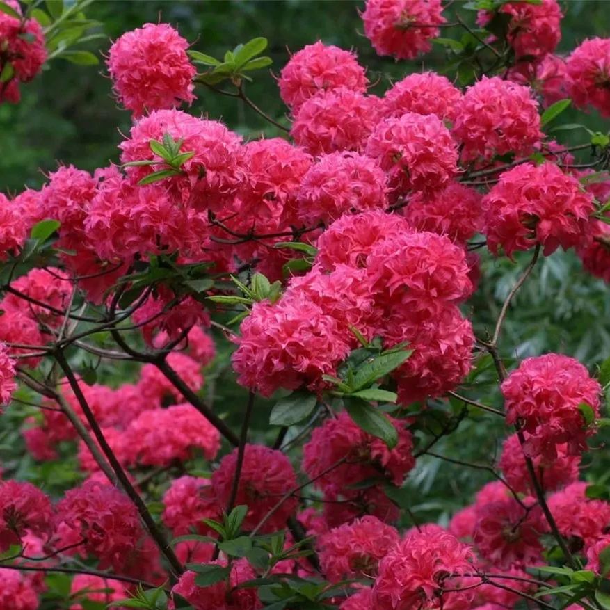 Deciduous Rhododendron