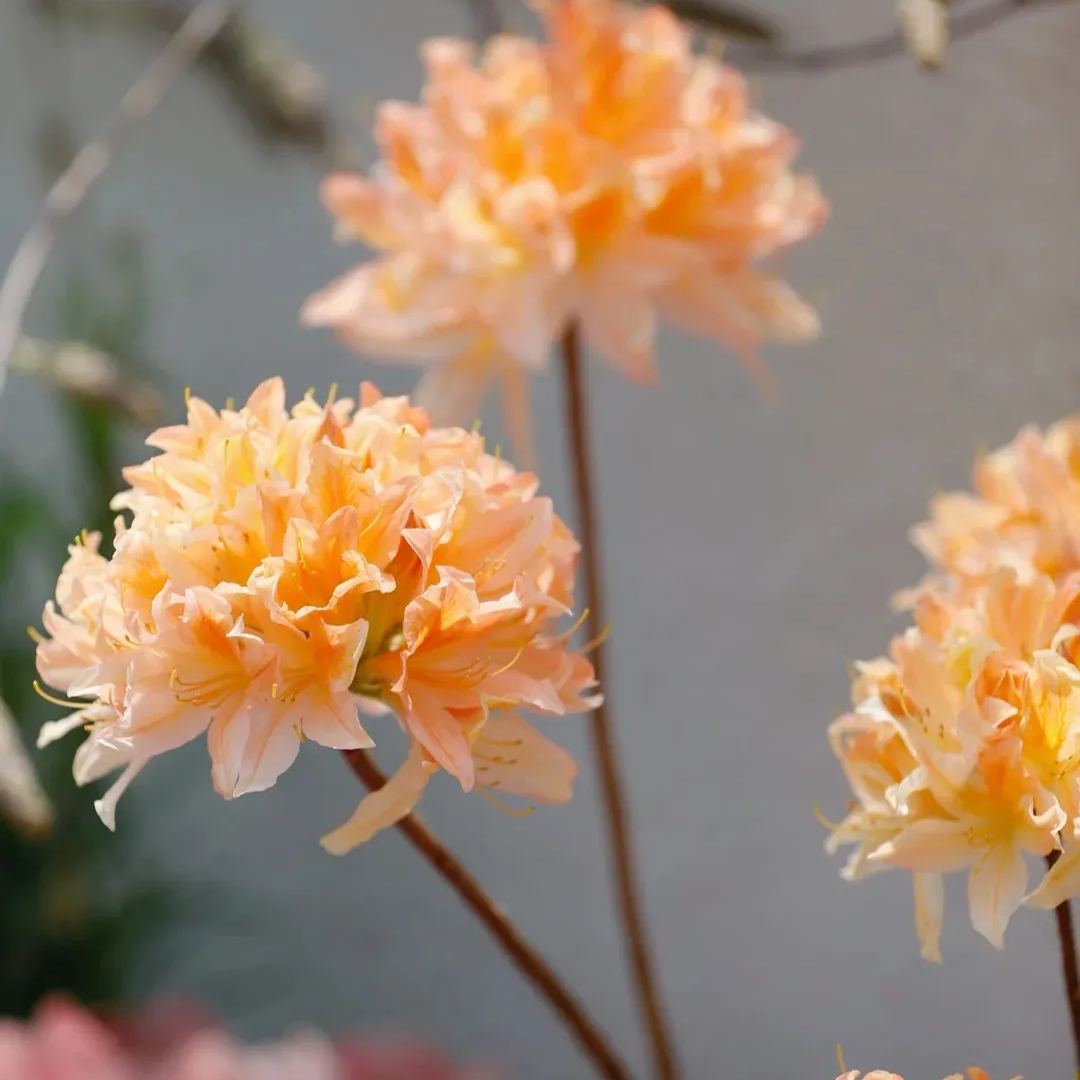 Deciduous Rhododendron
