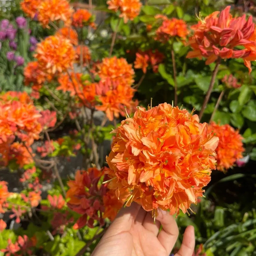 Deciduous Rhododendron