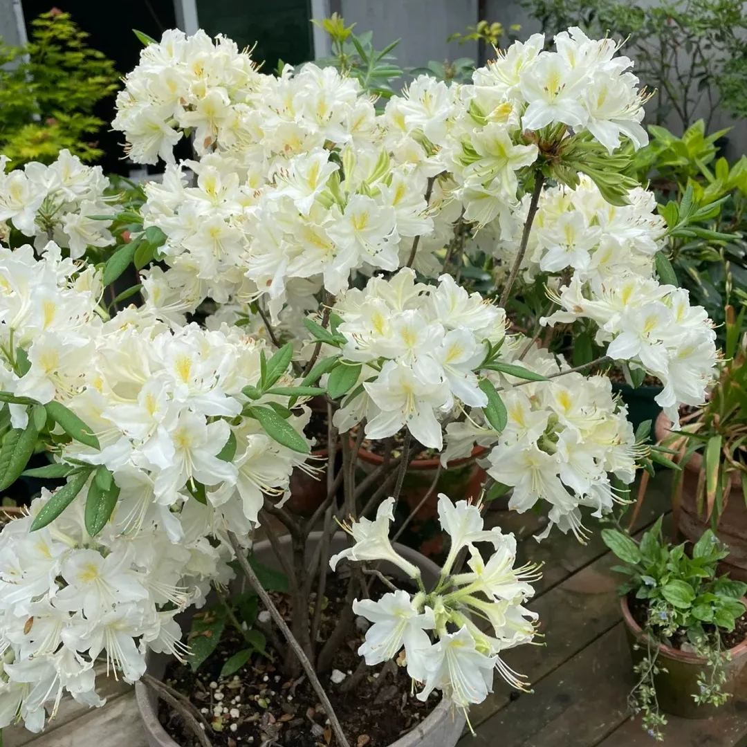 Deciduous Rhododendron