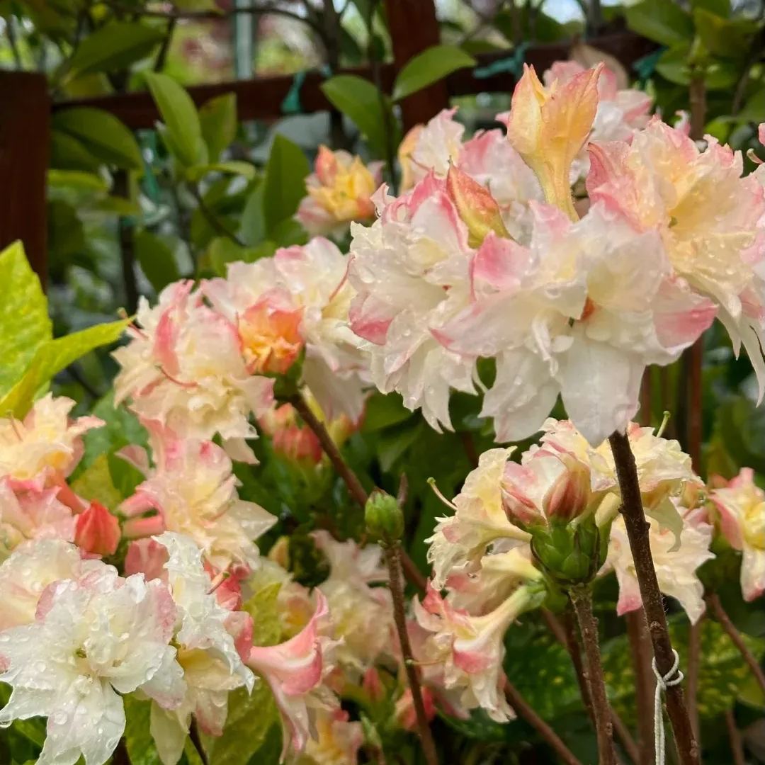 Deciduous Rhododendron